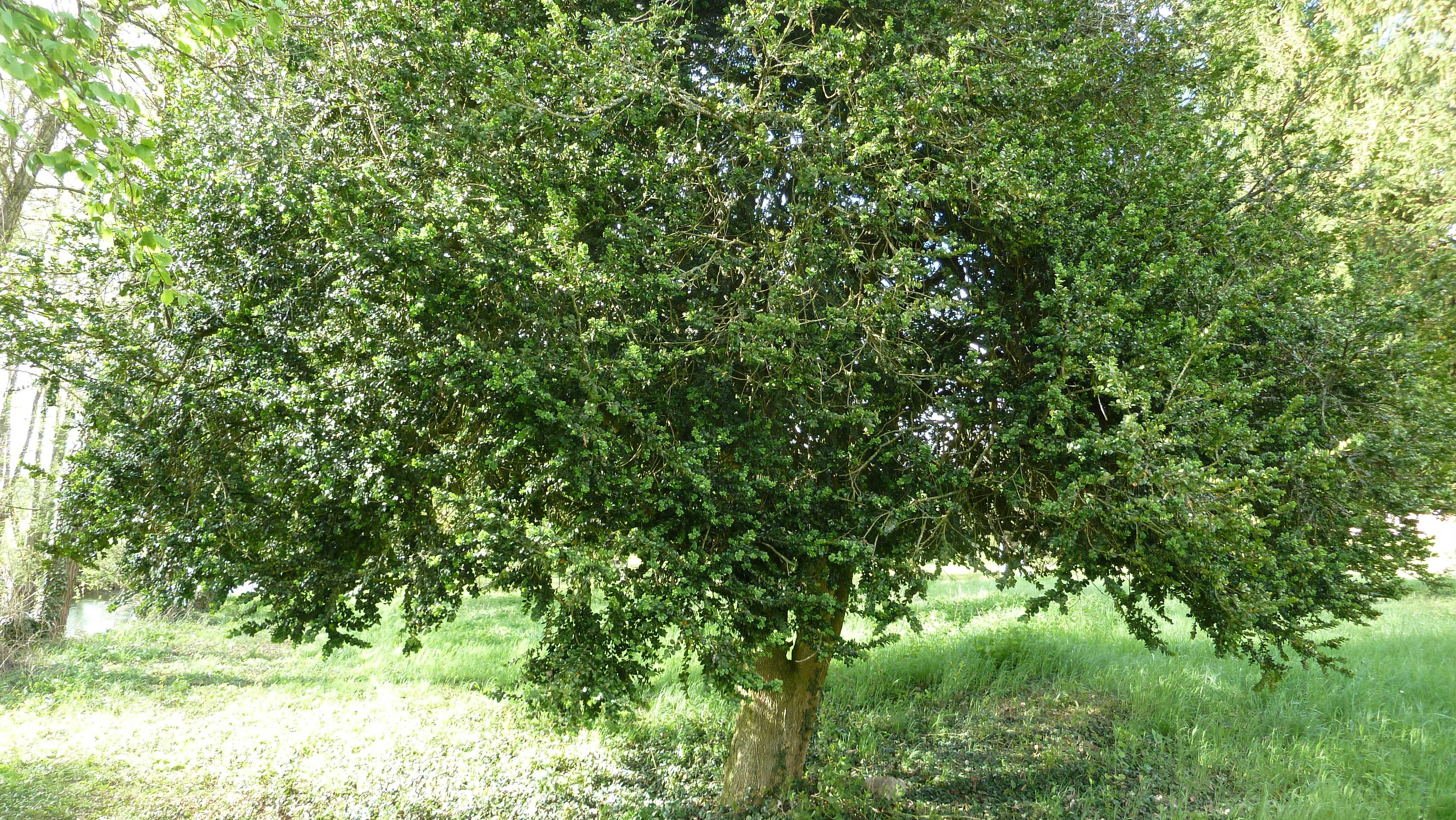 Самшит колхидский дерево