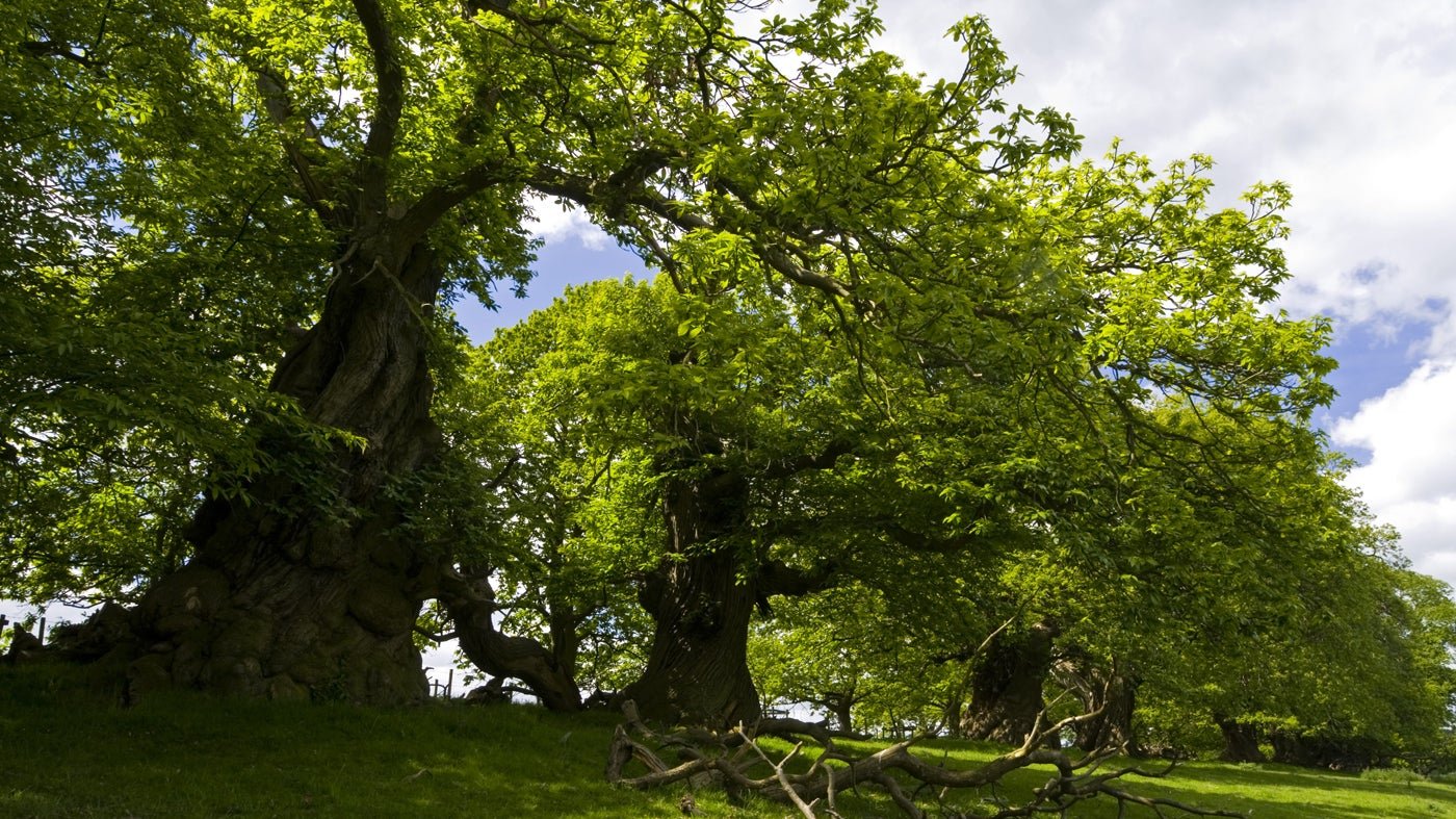 Дубовый лес Англии