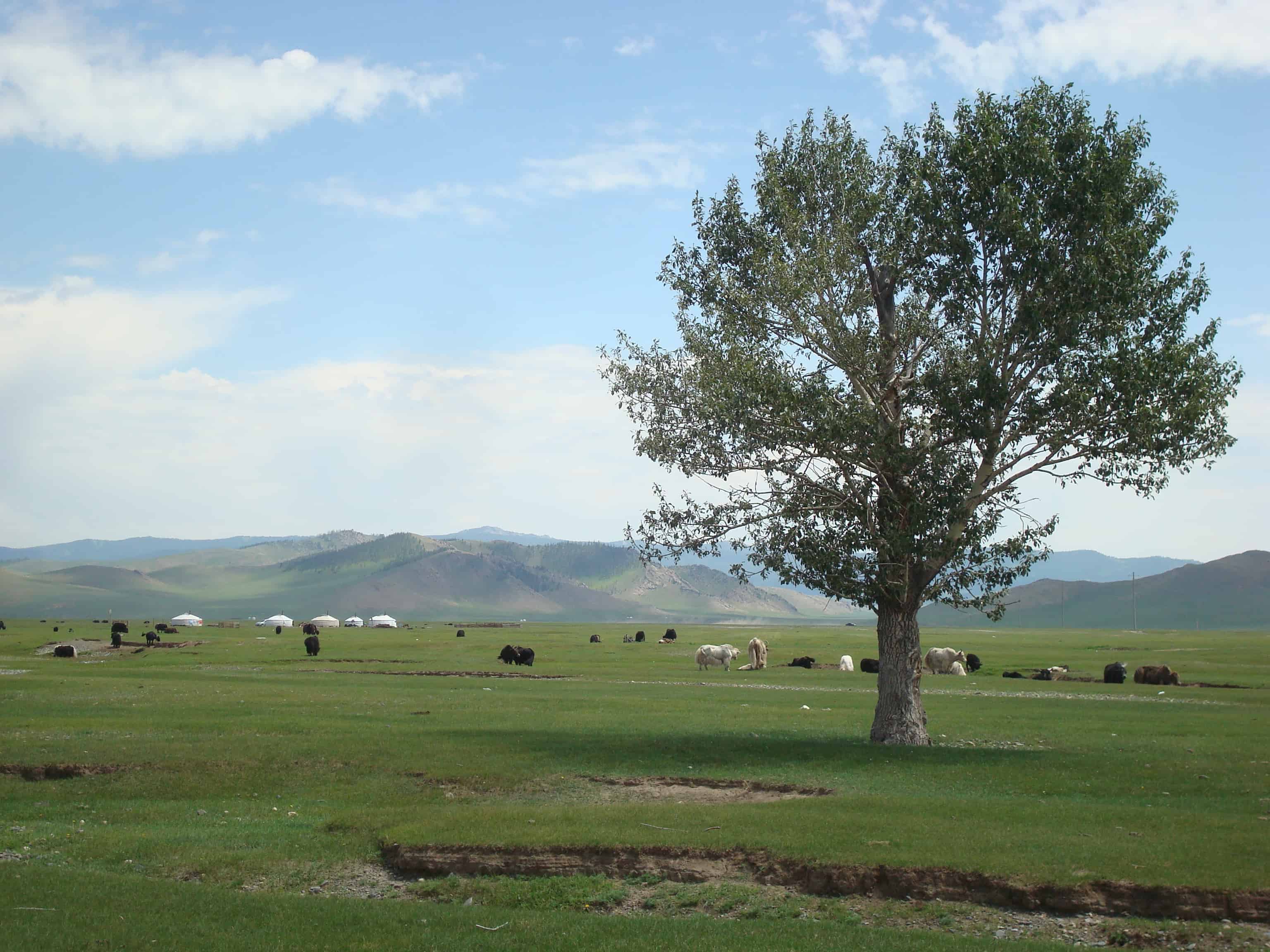 Зуунэхараа Монголия