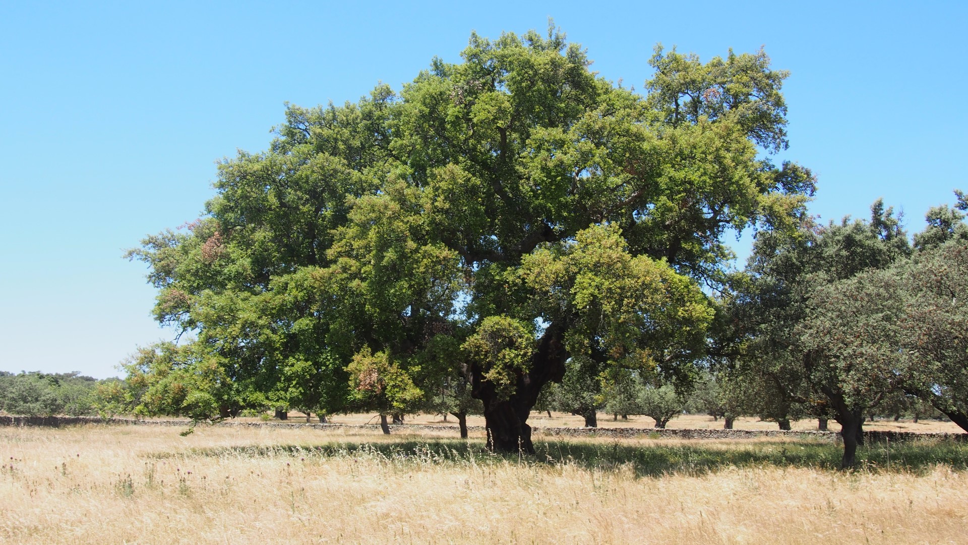 Дуб пробковый Quercus Suber l.