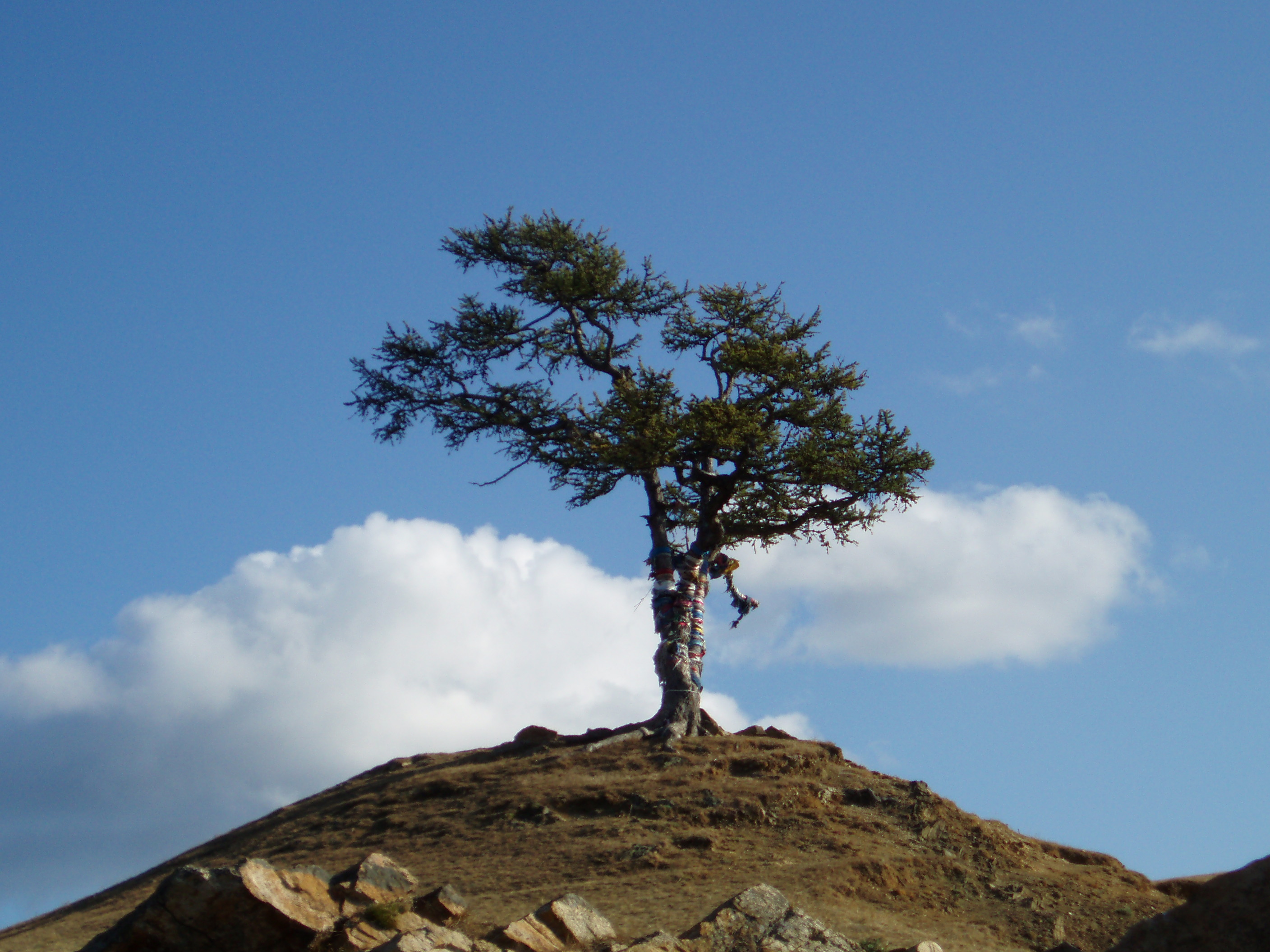 Дерево Монголия субтропическая
