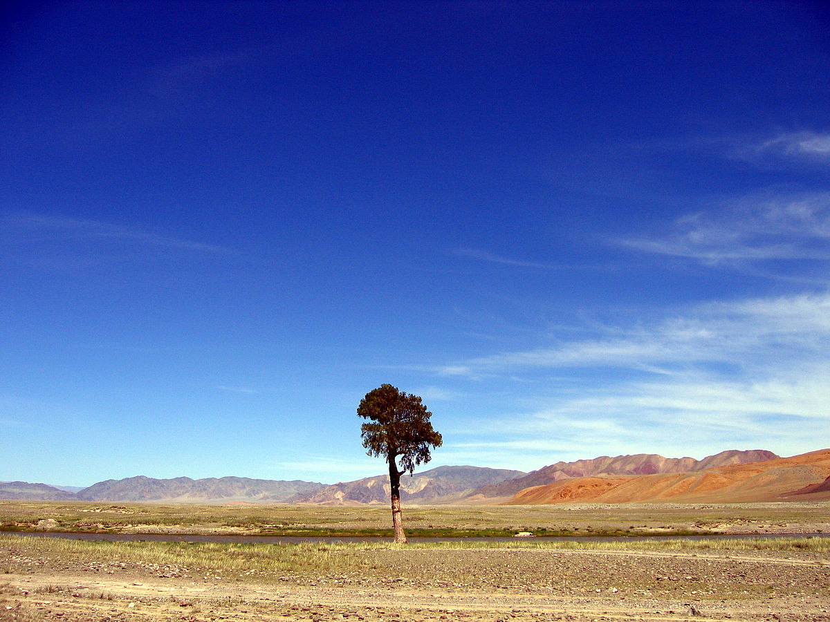 Монголия дерево
