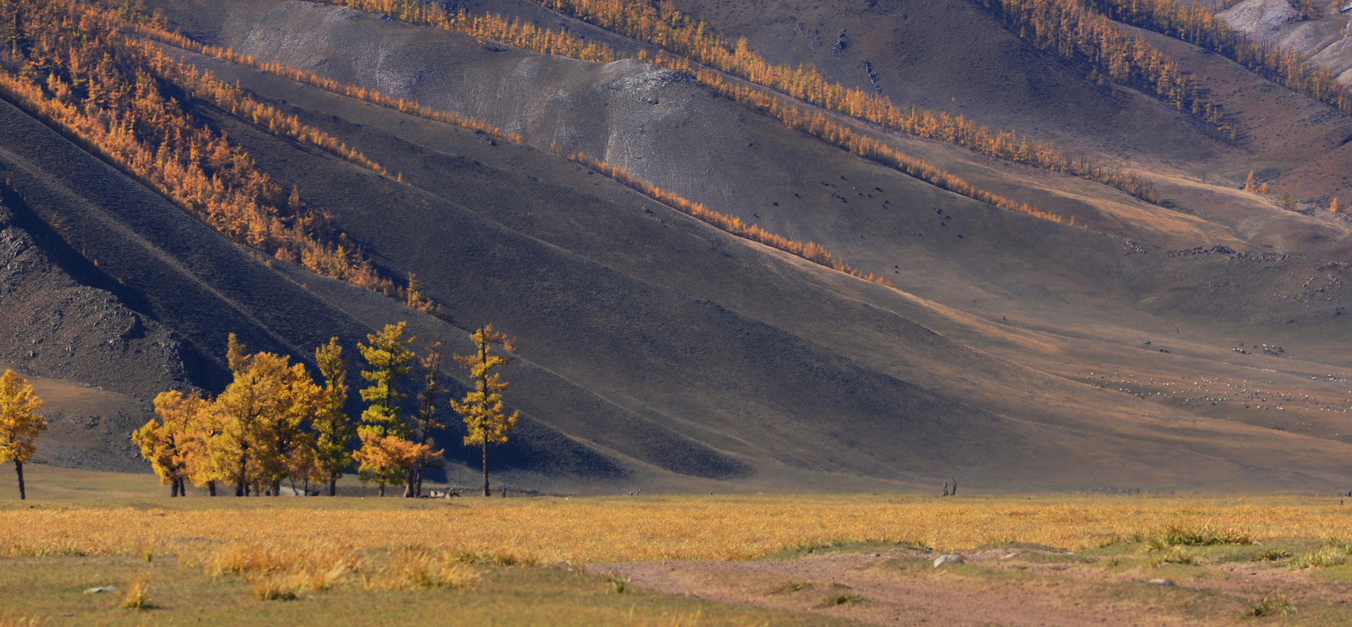 Фотография дерева Монголия