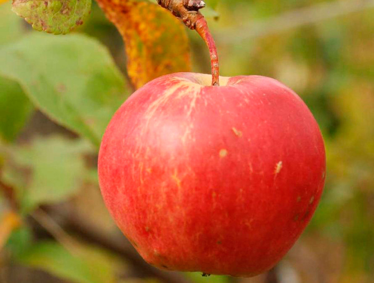 Яблоня сорт Медуница