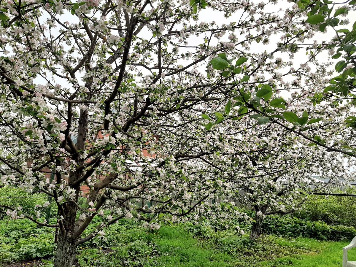 Яблоня Медуница дерево
