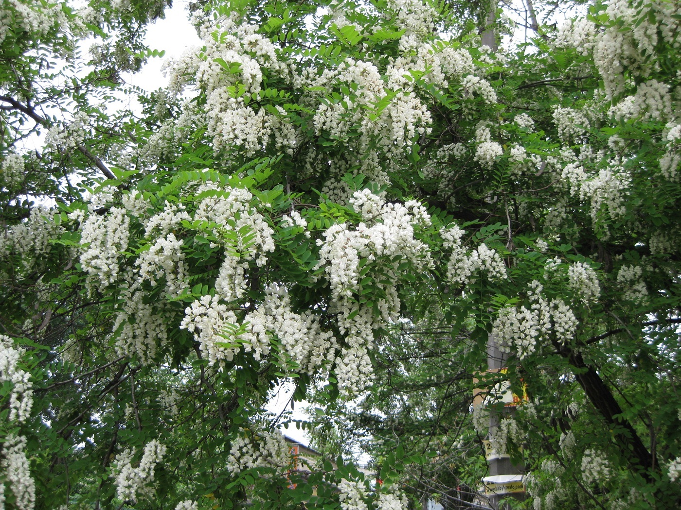 Дерево с белыми цветами