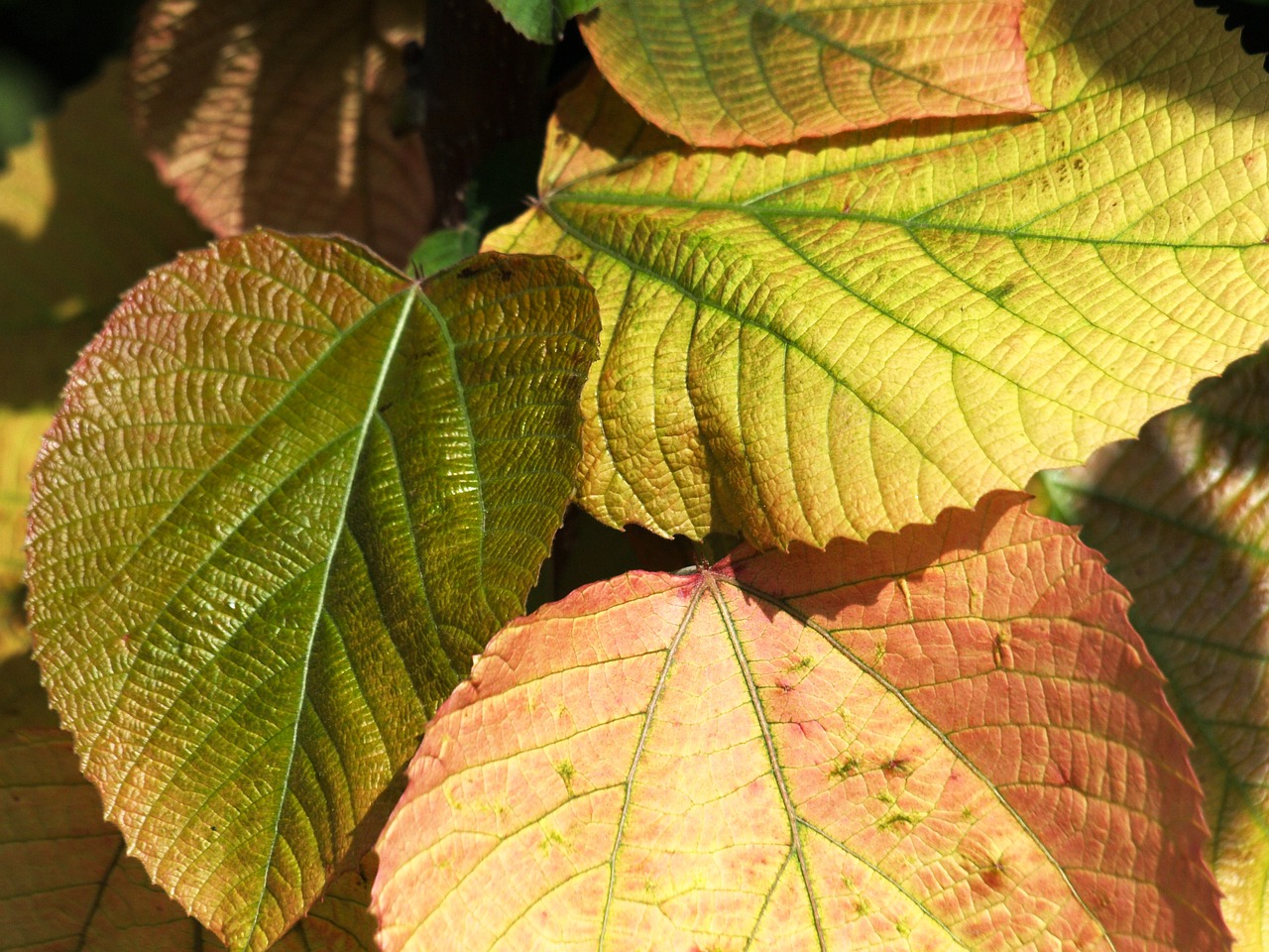 хлороз листьев фото