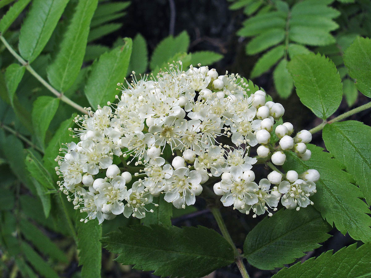 Рябина (Sorbus aucuparia) Фингерпринт