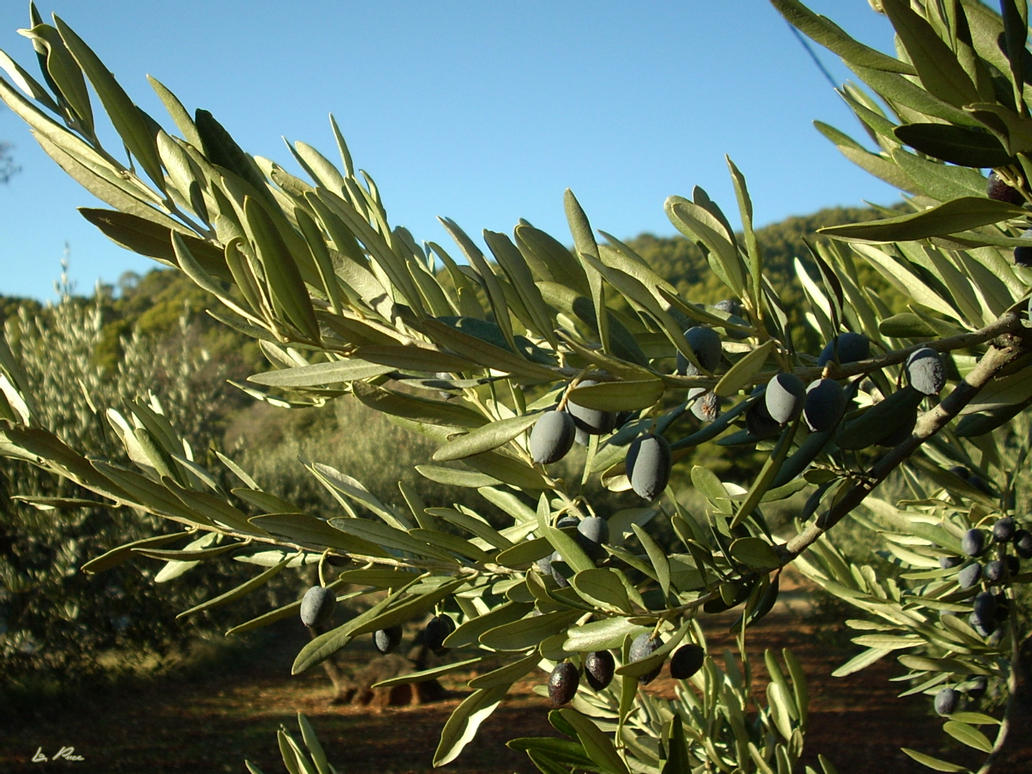 Капская маслина