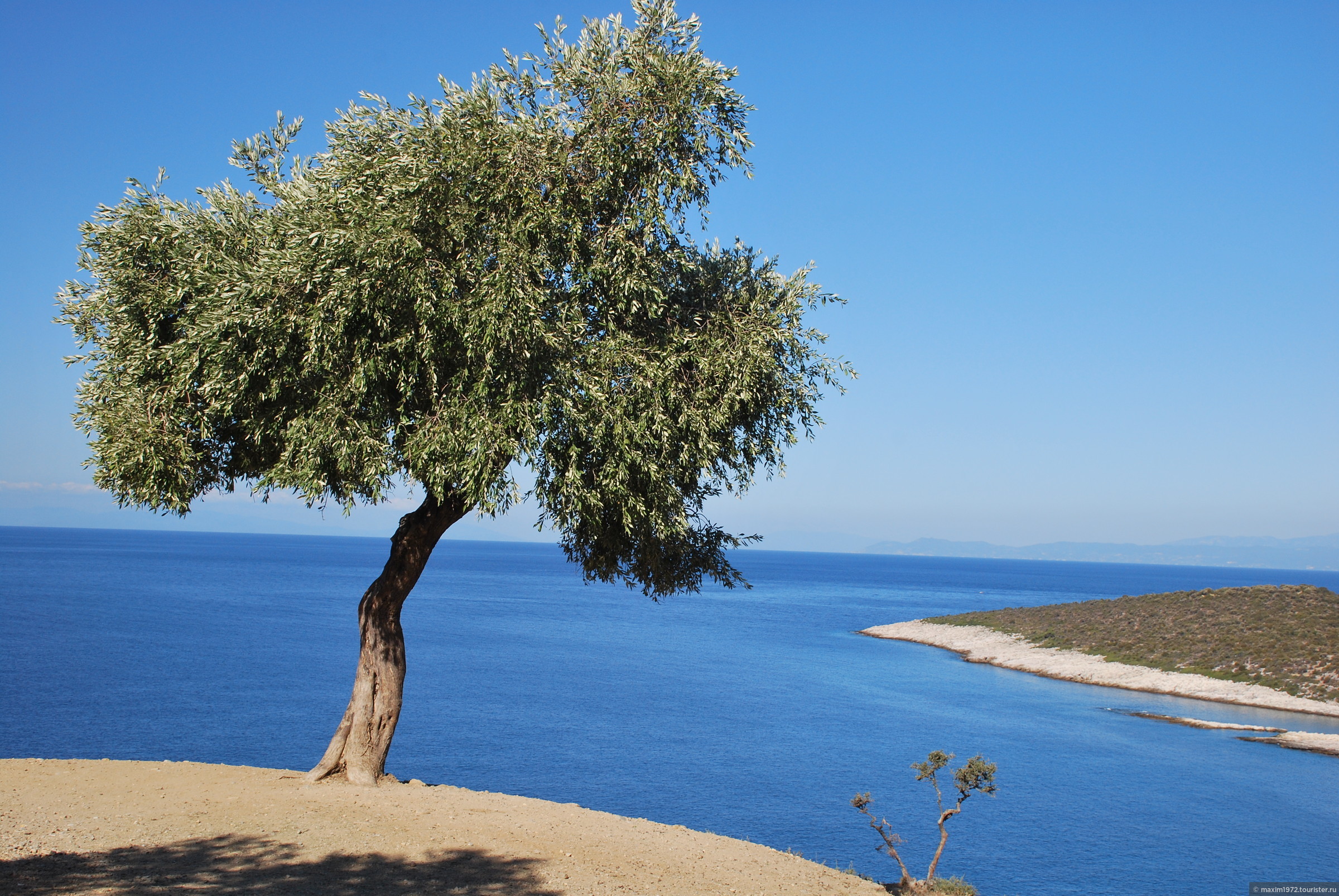 Оливковые деревья в Греции