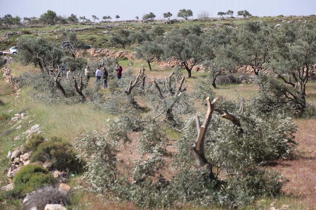 Дерево гаркад в Израиле