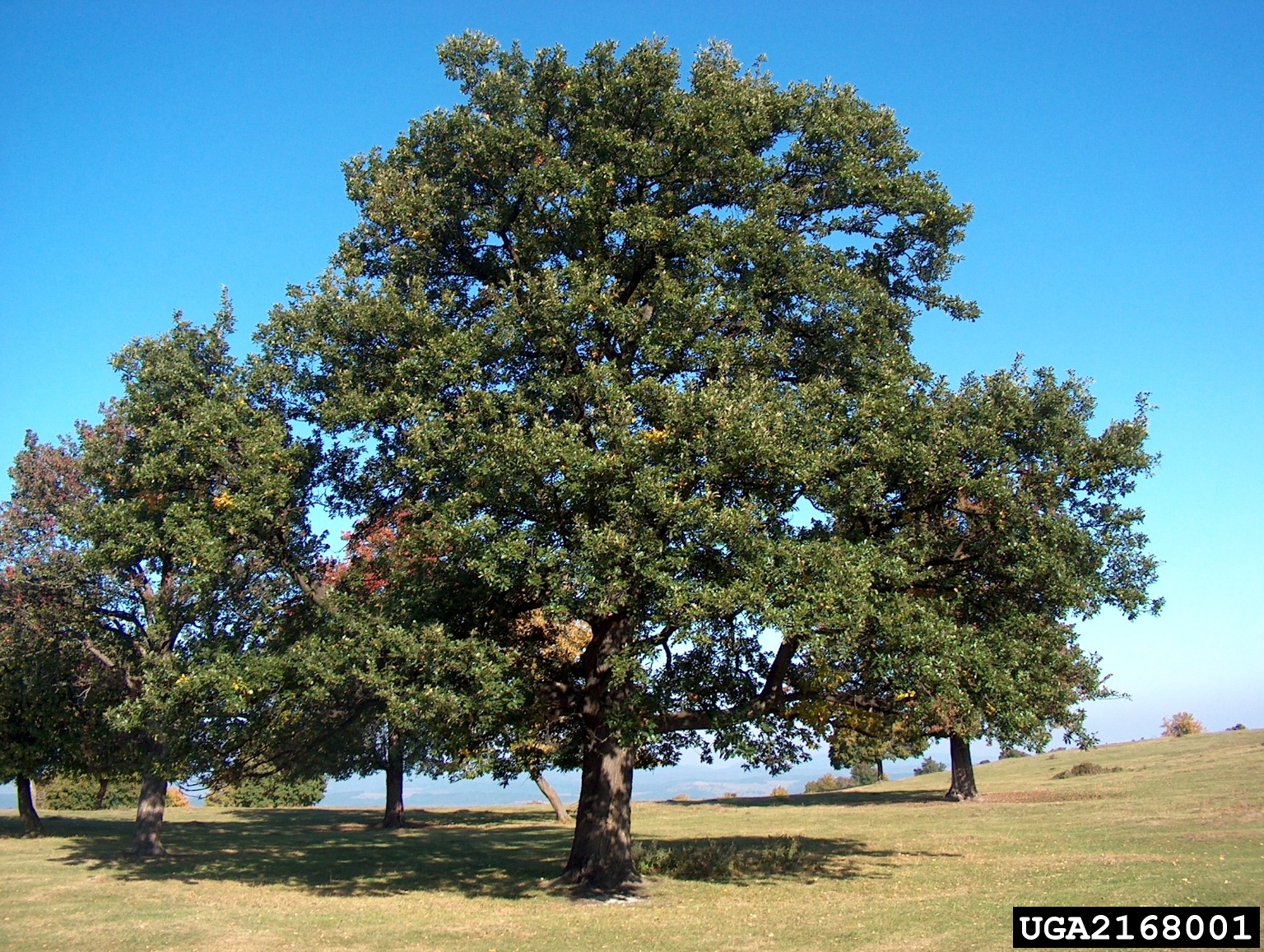 Quercus Tree