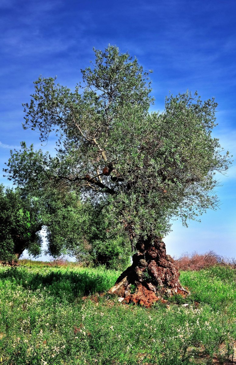 Еврейское дерево гаркад фото