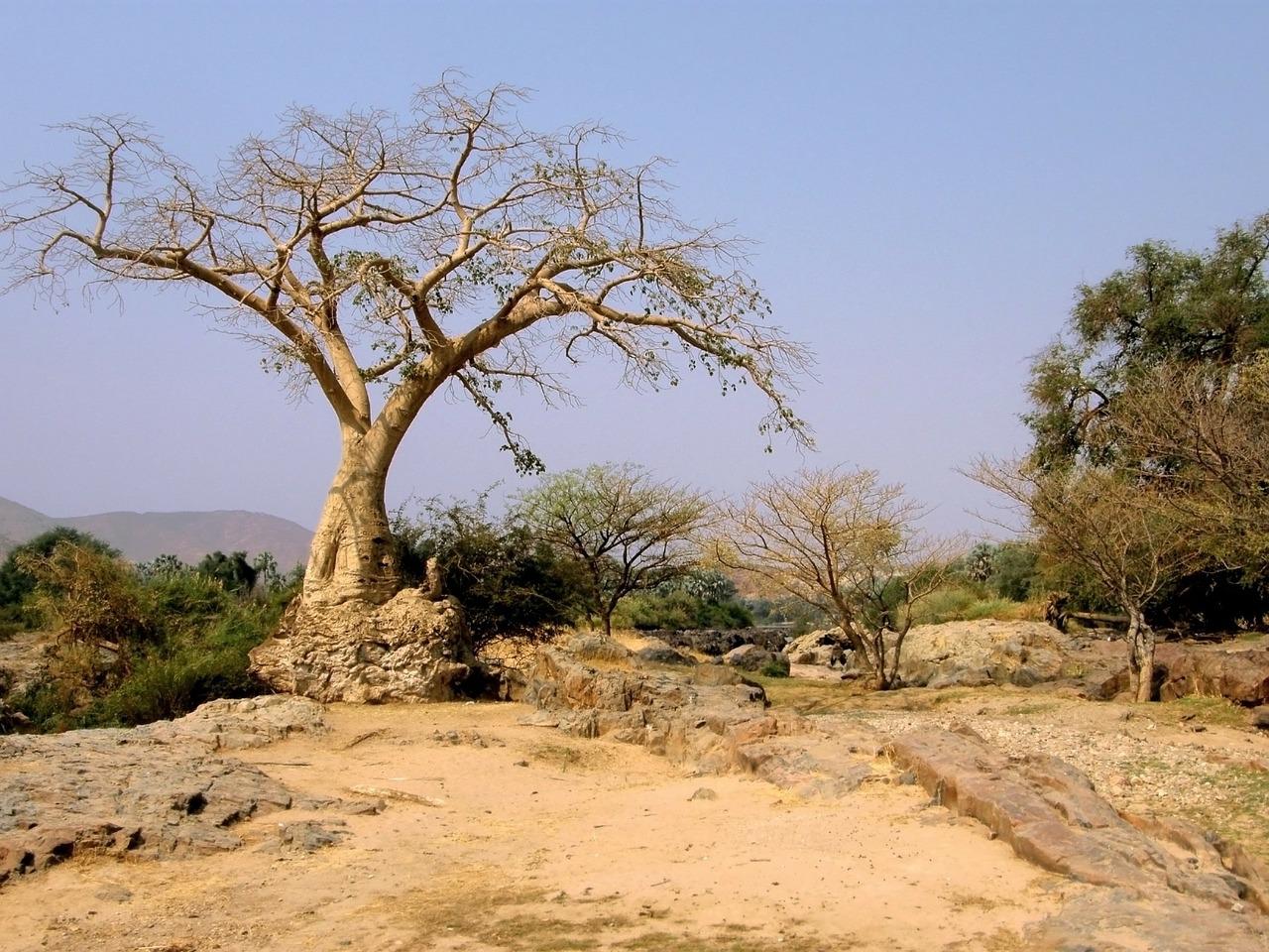 Деревья саванны Намибии