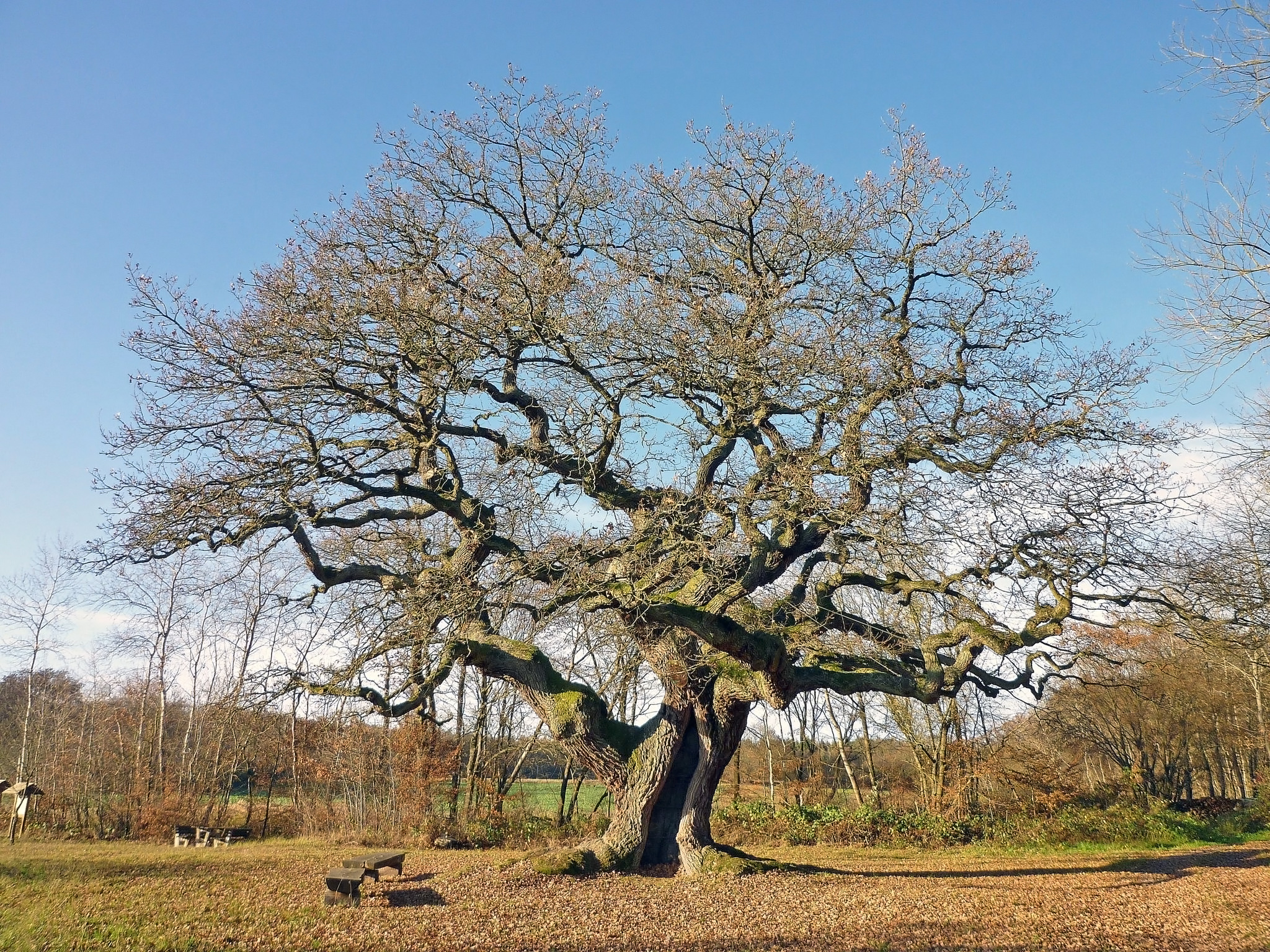 Тысячелетний дуб в Англии