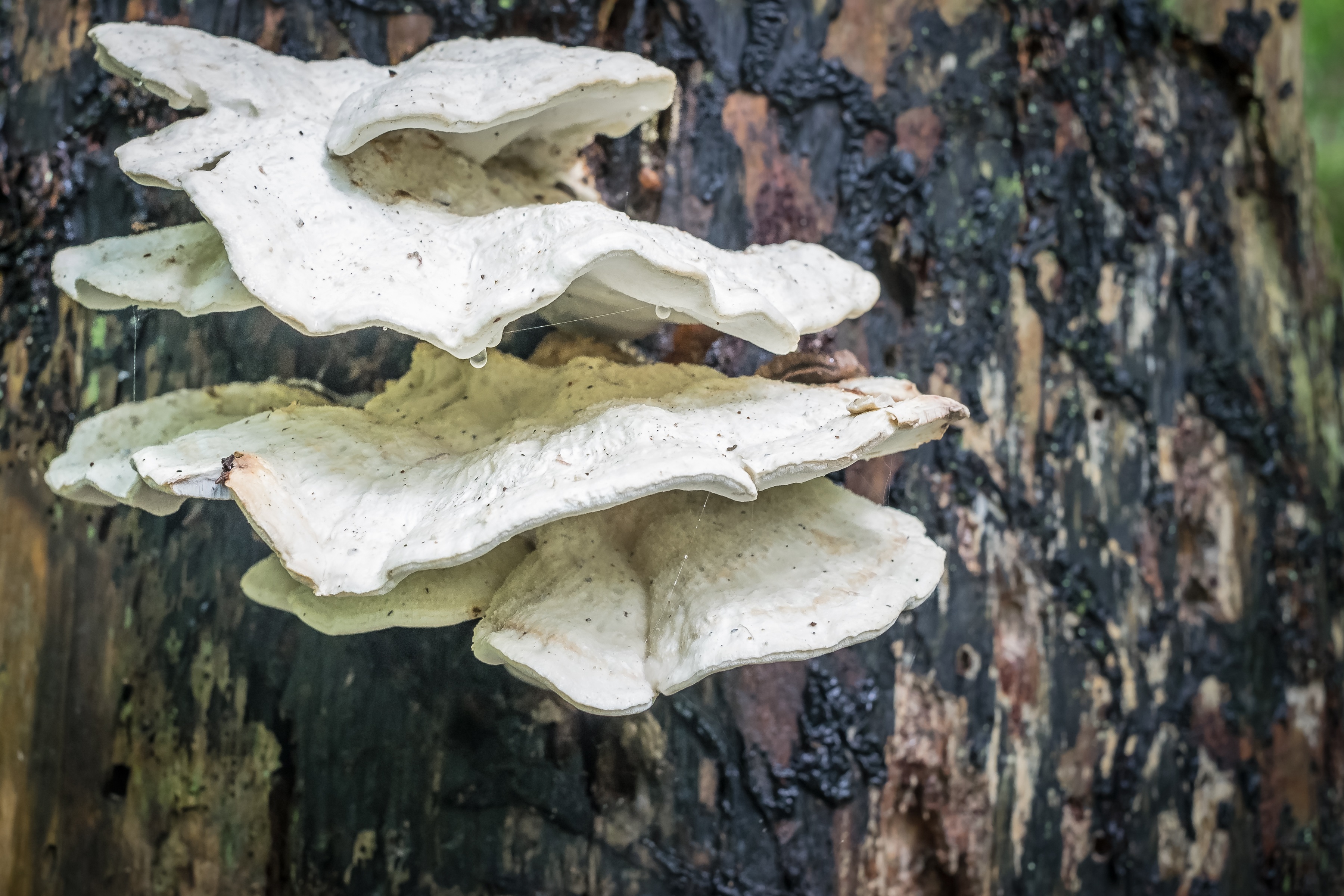 Древесный гриб похожий на вешенку
