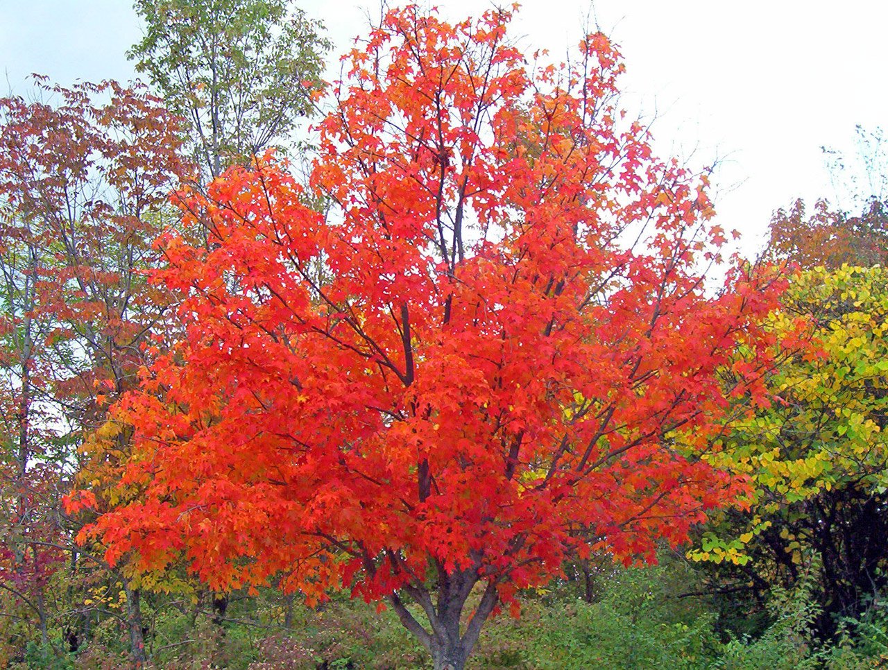 Дерево клен осенью