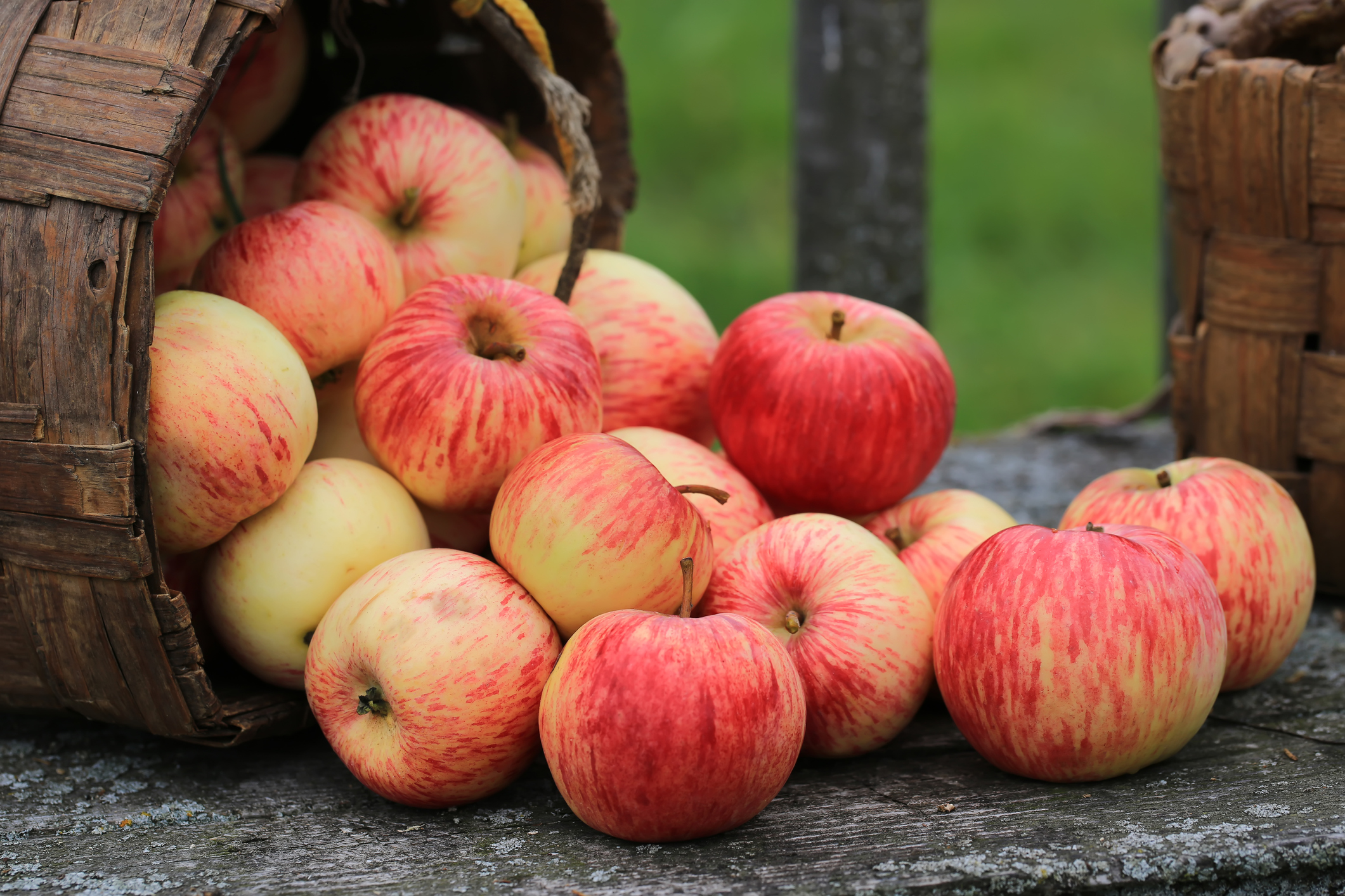 яблоки добрый крестьянин фото