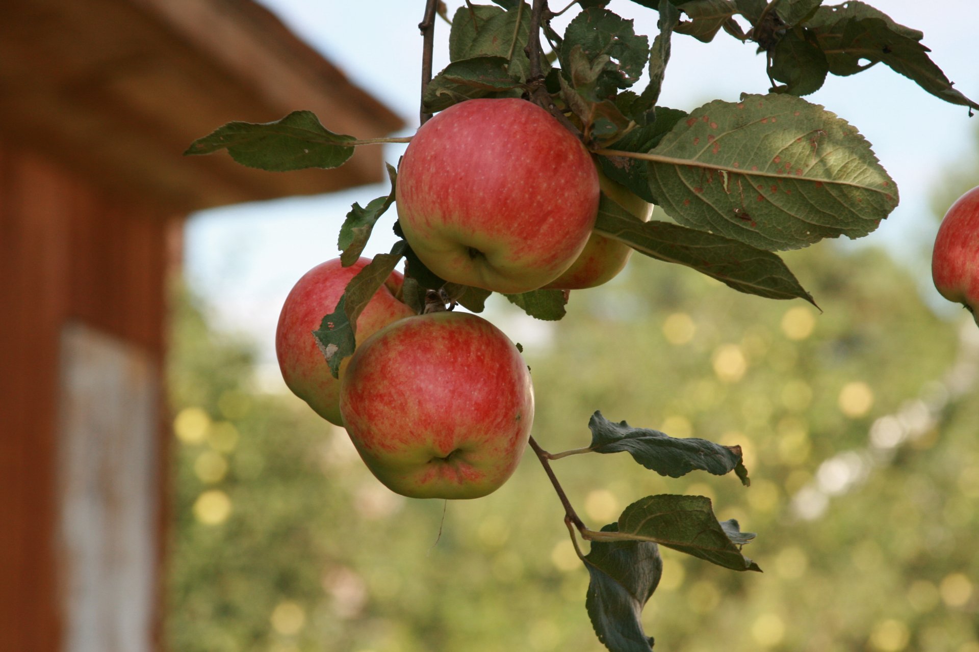 Яблоневый сад в деревне