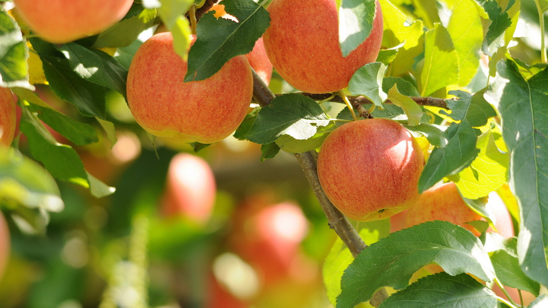 Яблоки Пирос сады Белогорья