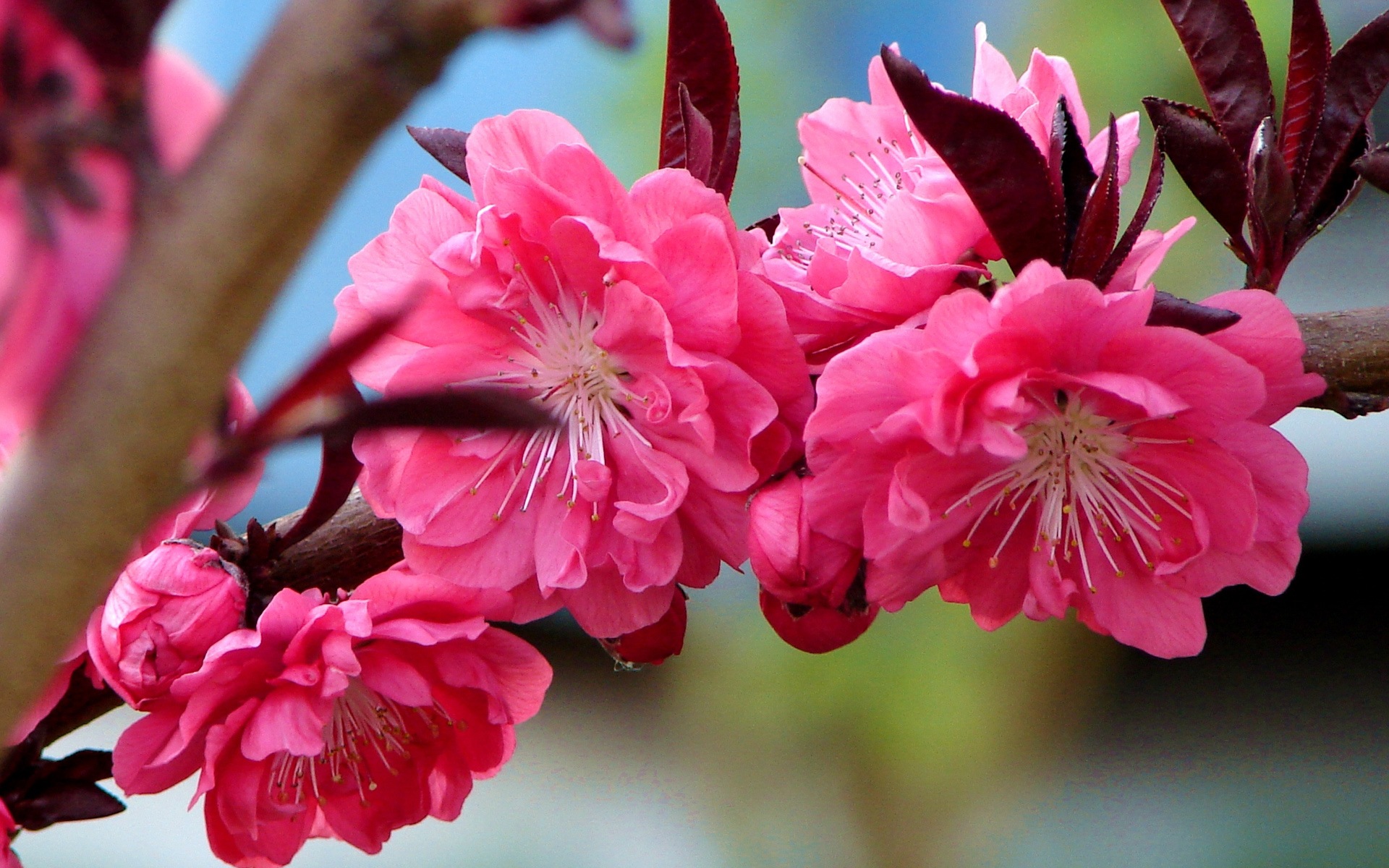 Цветы персикового дерева