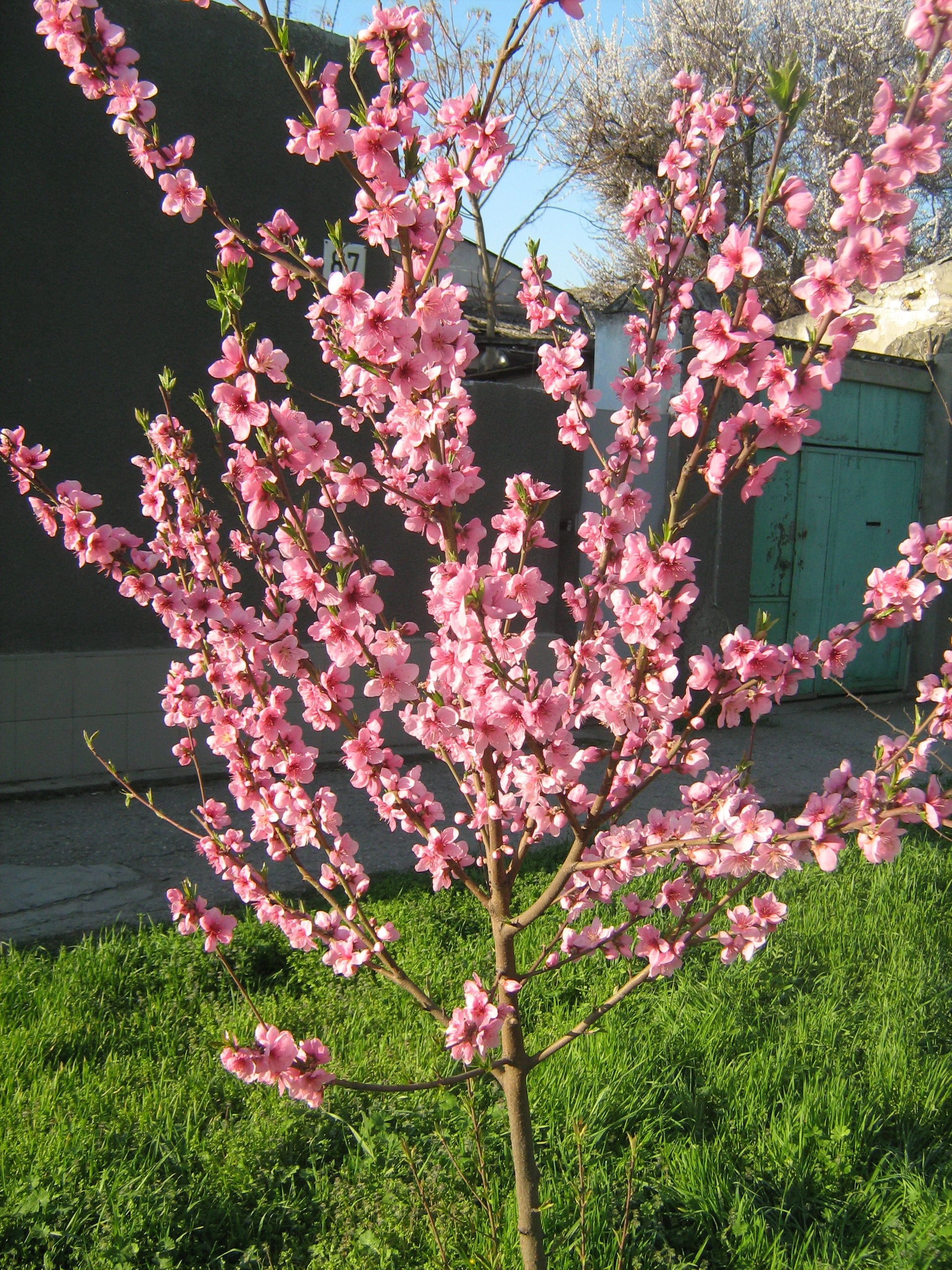 Персиковое дерево цветет