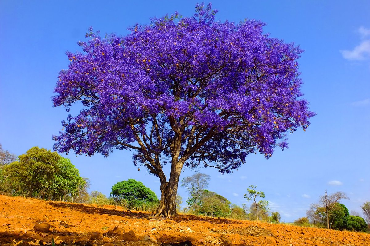 Жакаранда семена фиалковое дерево