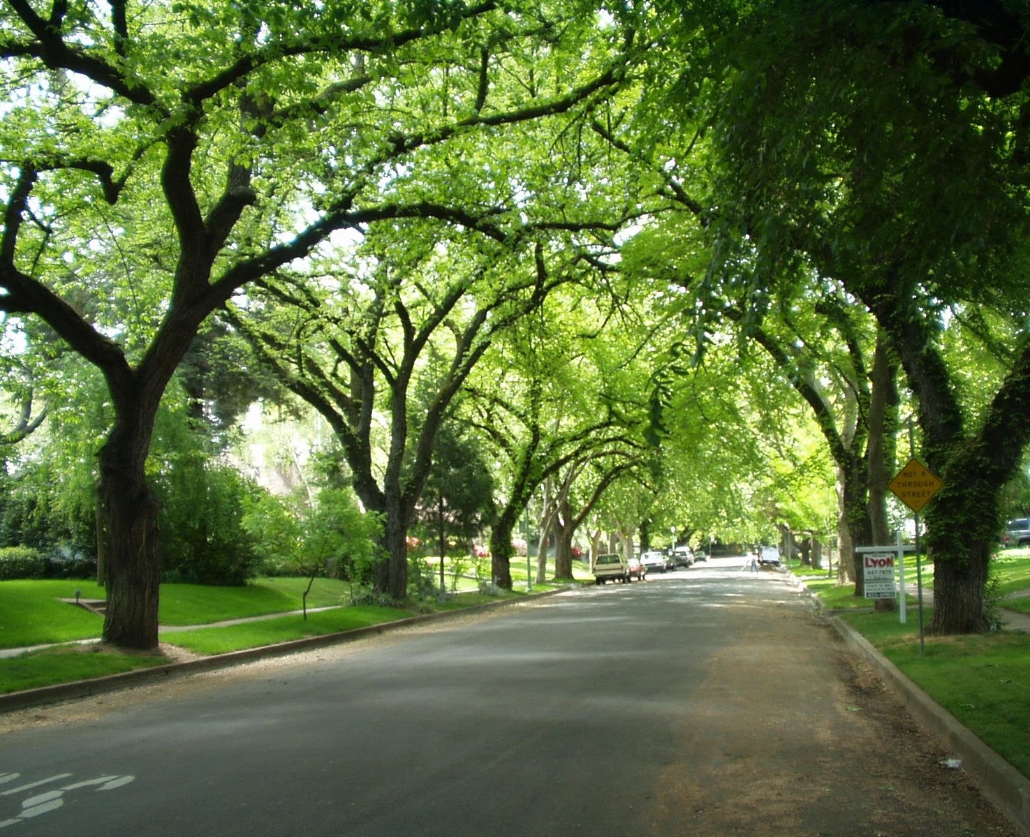 Зеленые деревья в городе