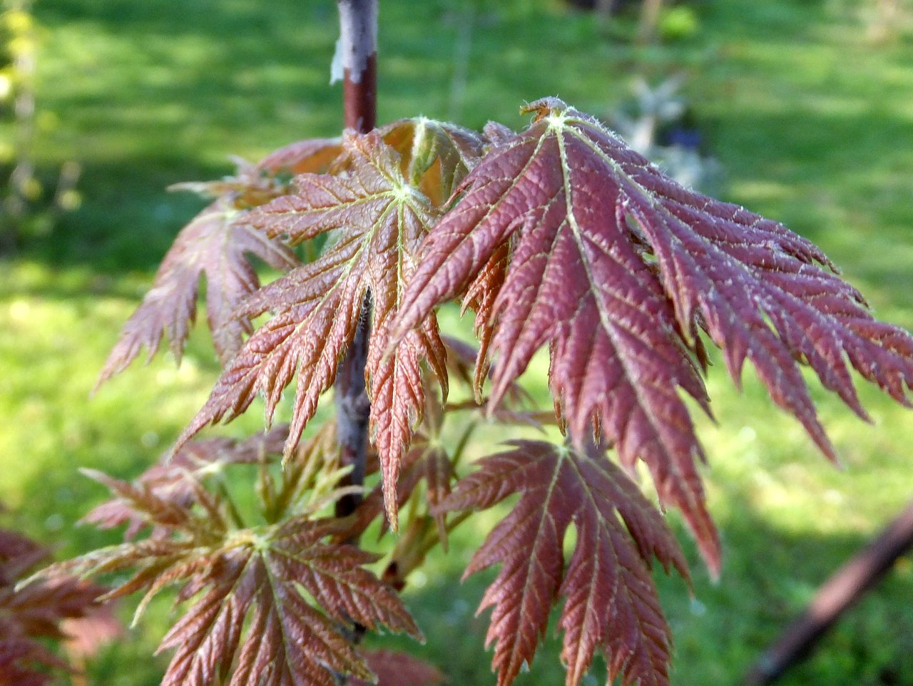 Клен серебристый Acer saccharinum