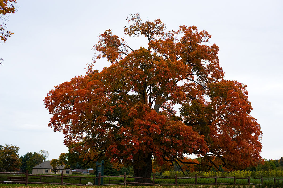 Maple Tree Canada
