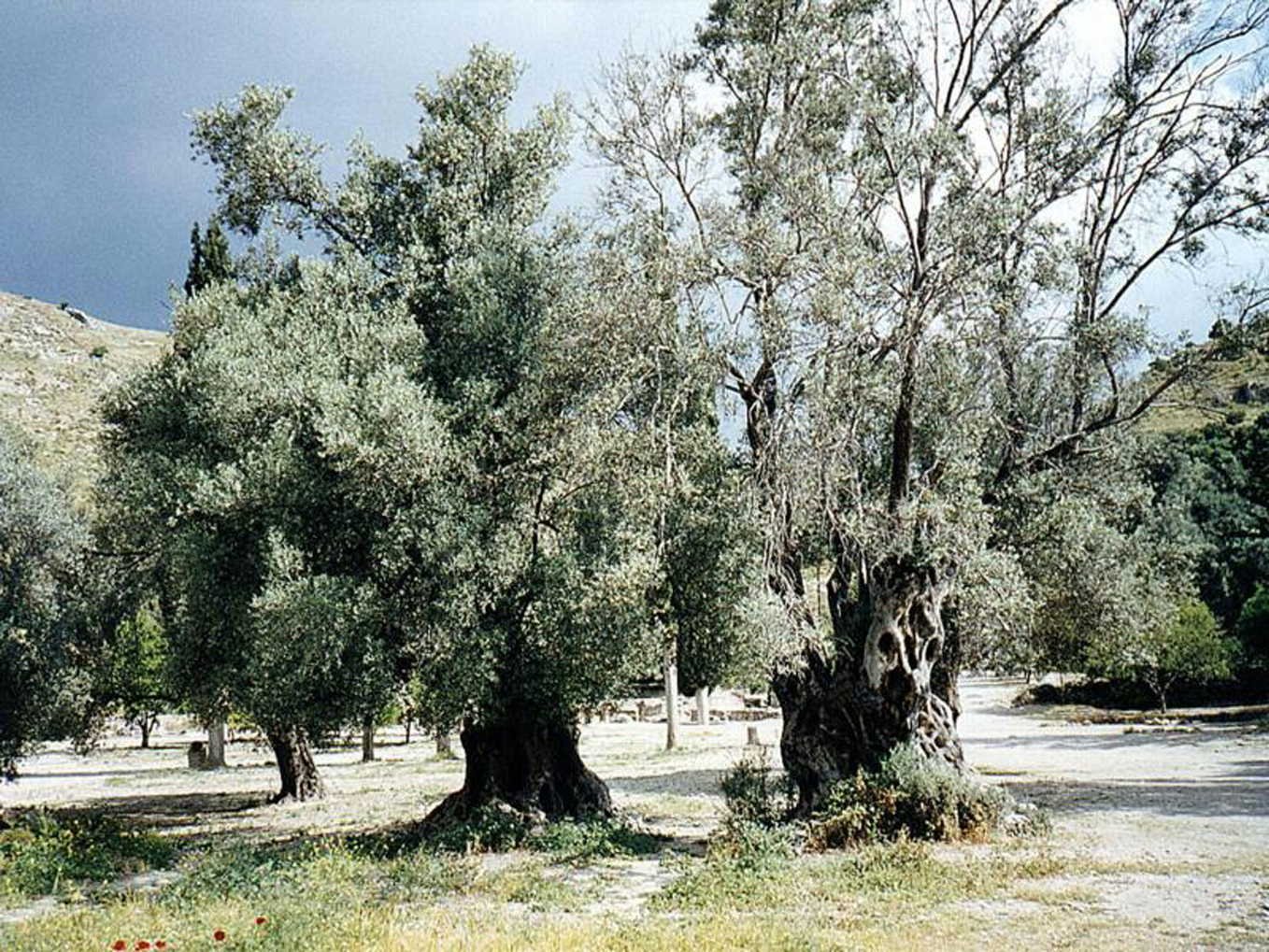 Дерево гаркат в Израиле