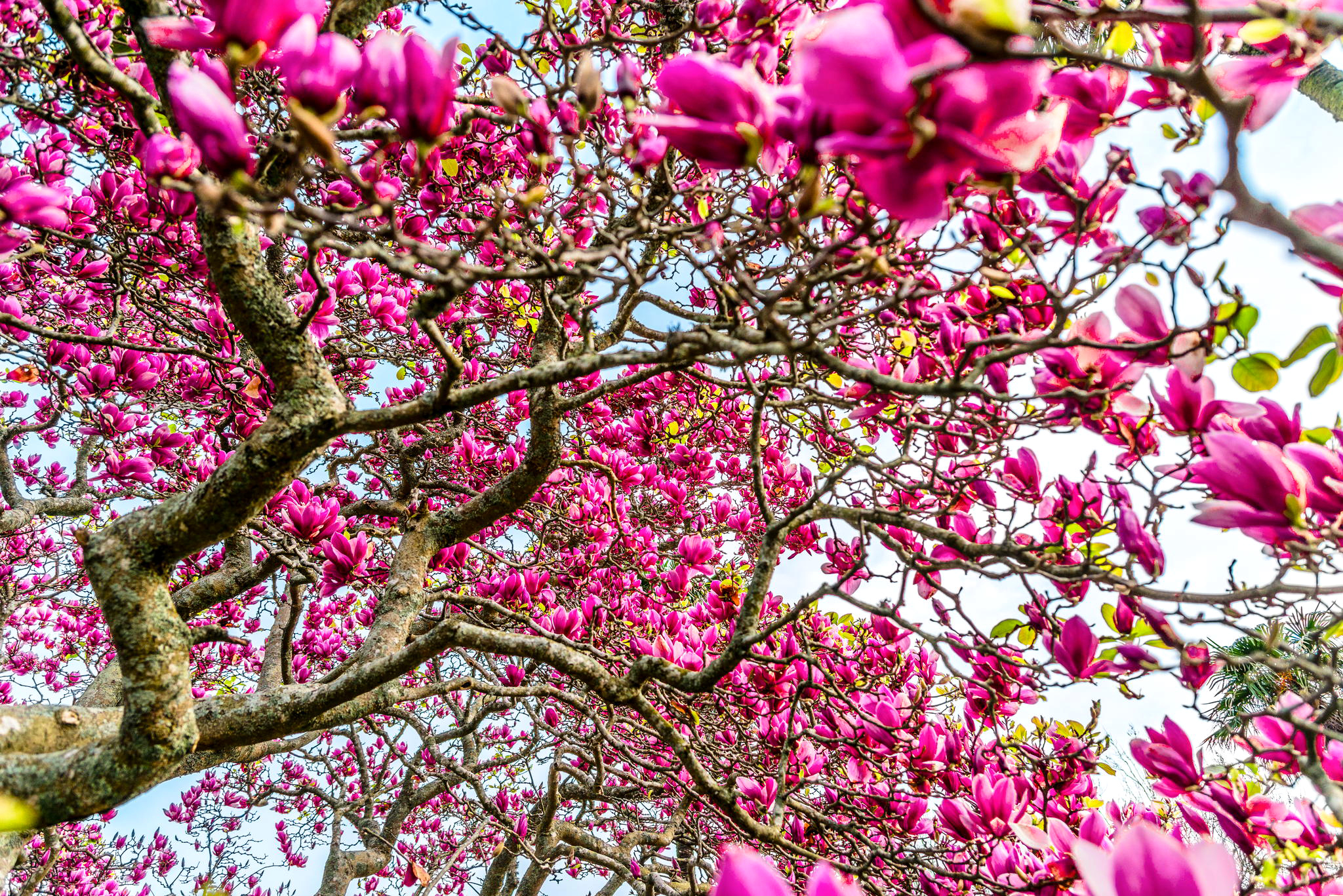 Цветущая Магнолия дерево
