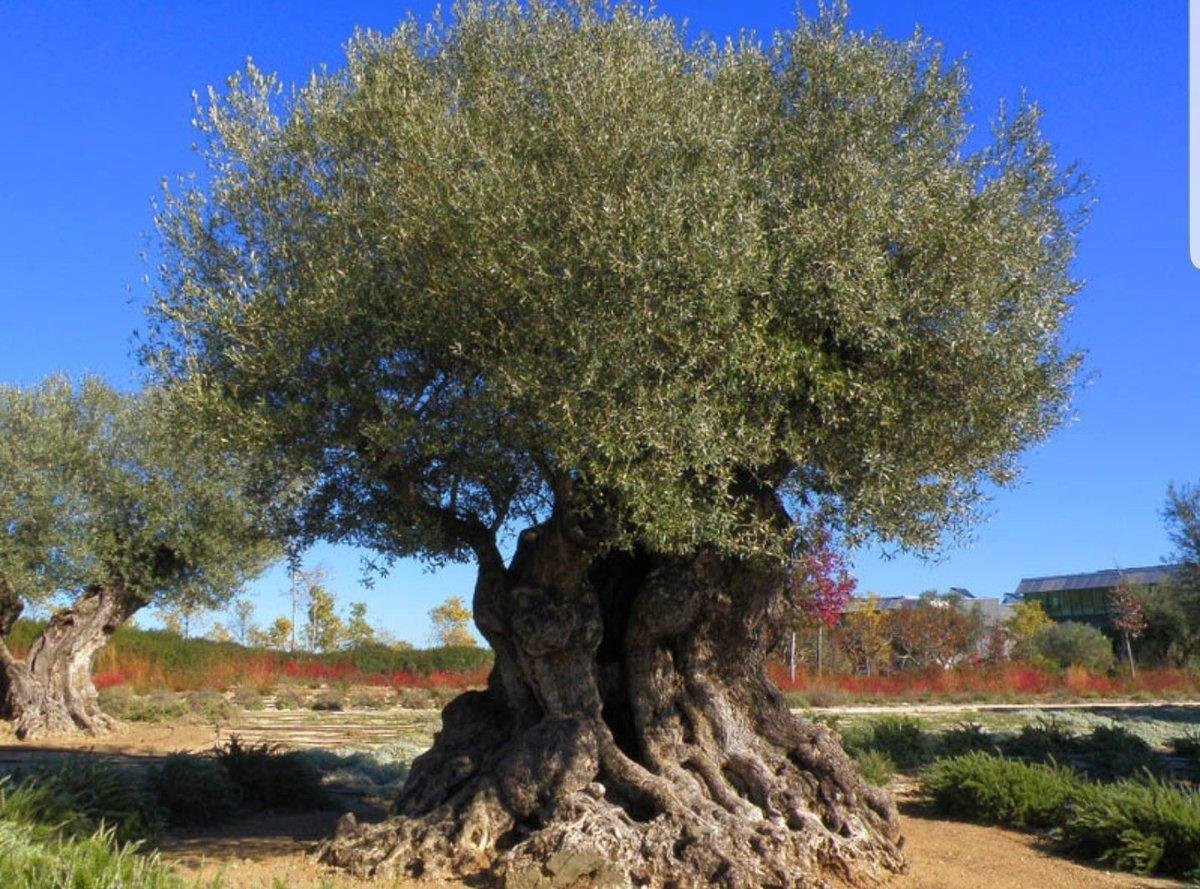 Оливковое дерево (олива европейская)