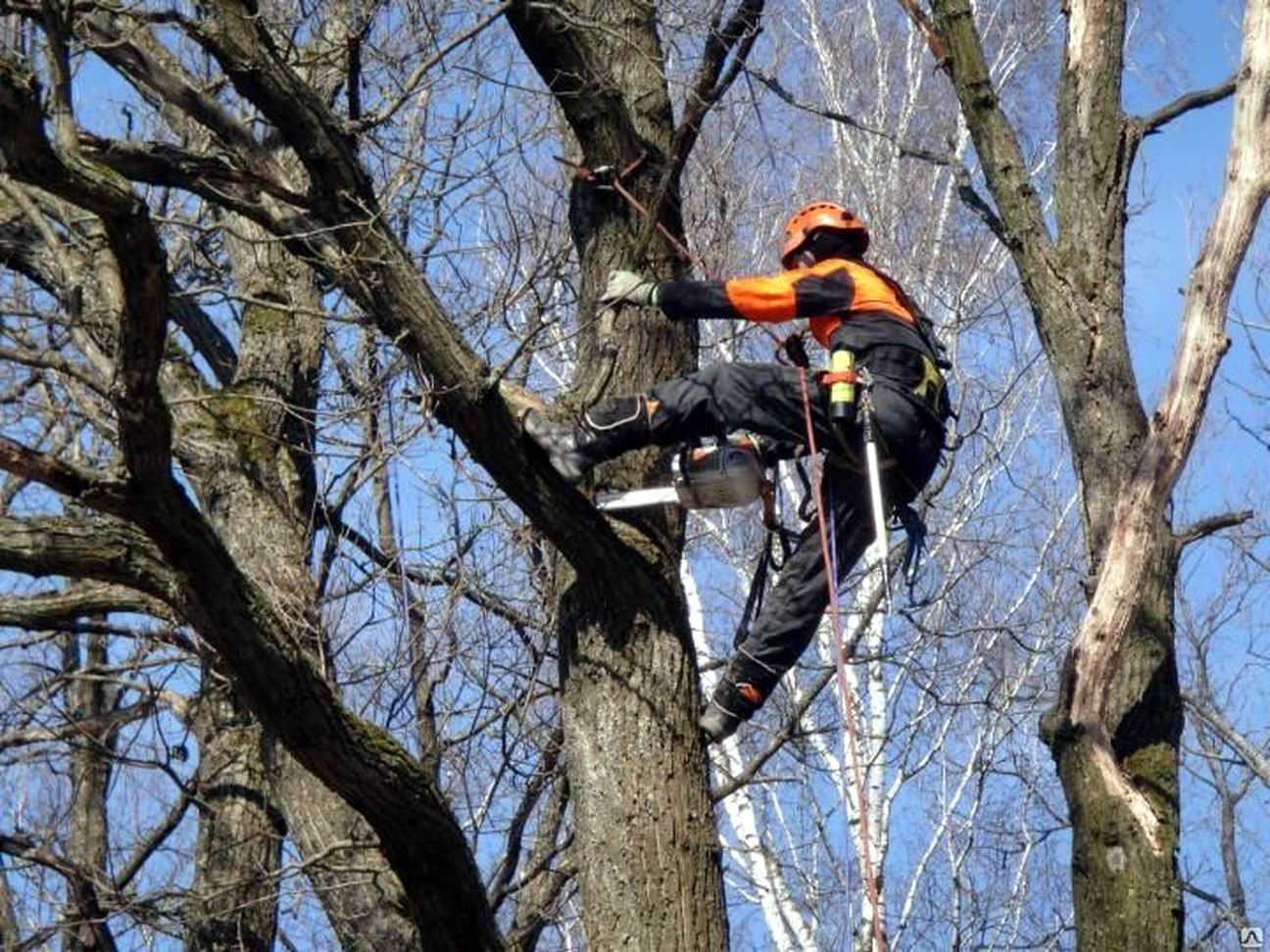 Декоративное кронирование деревьев