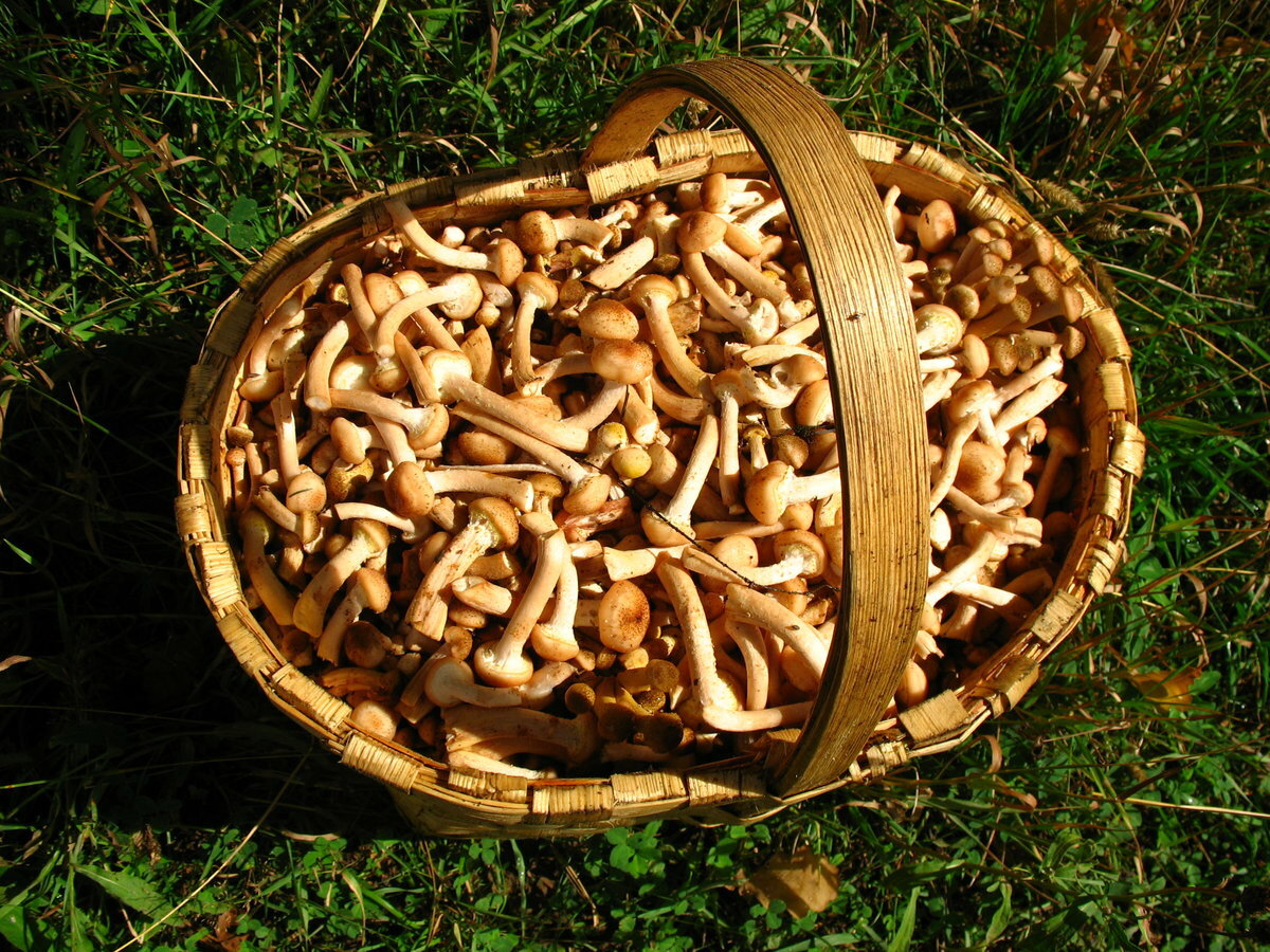 Сбор грибов опята