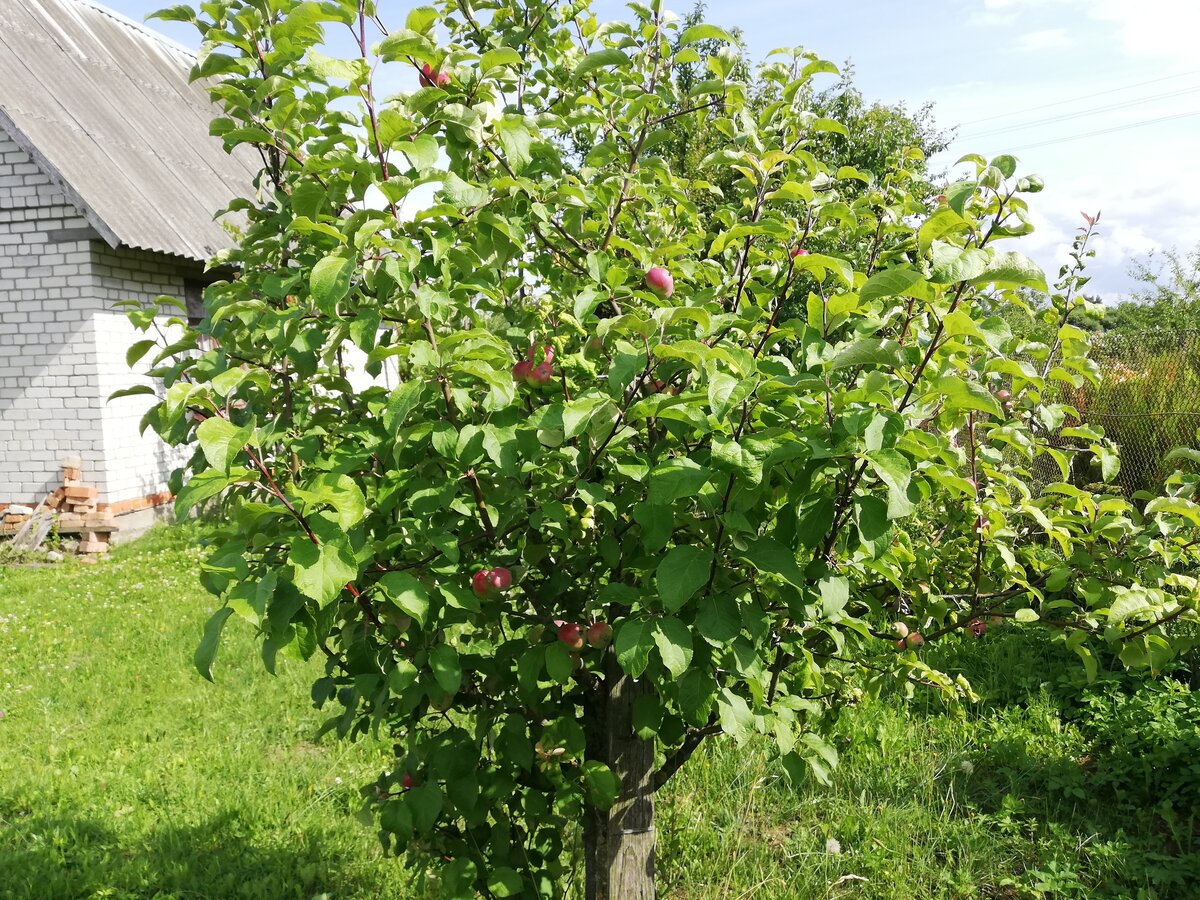 Карликовые яблони Мазунина