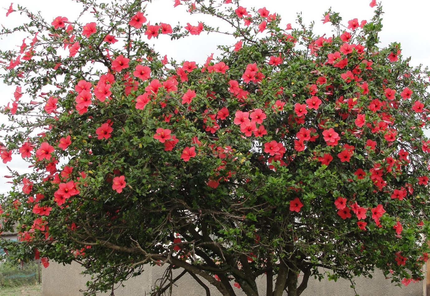 Китайская роза дерево уличное