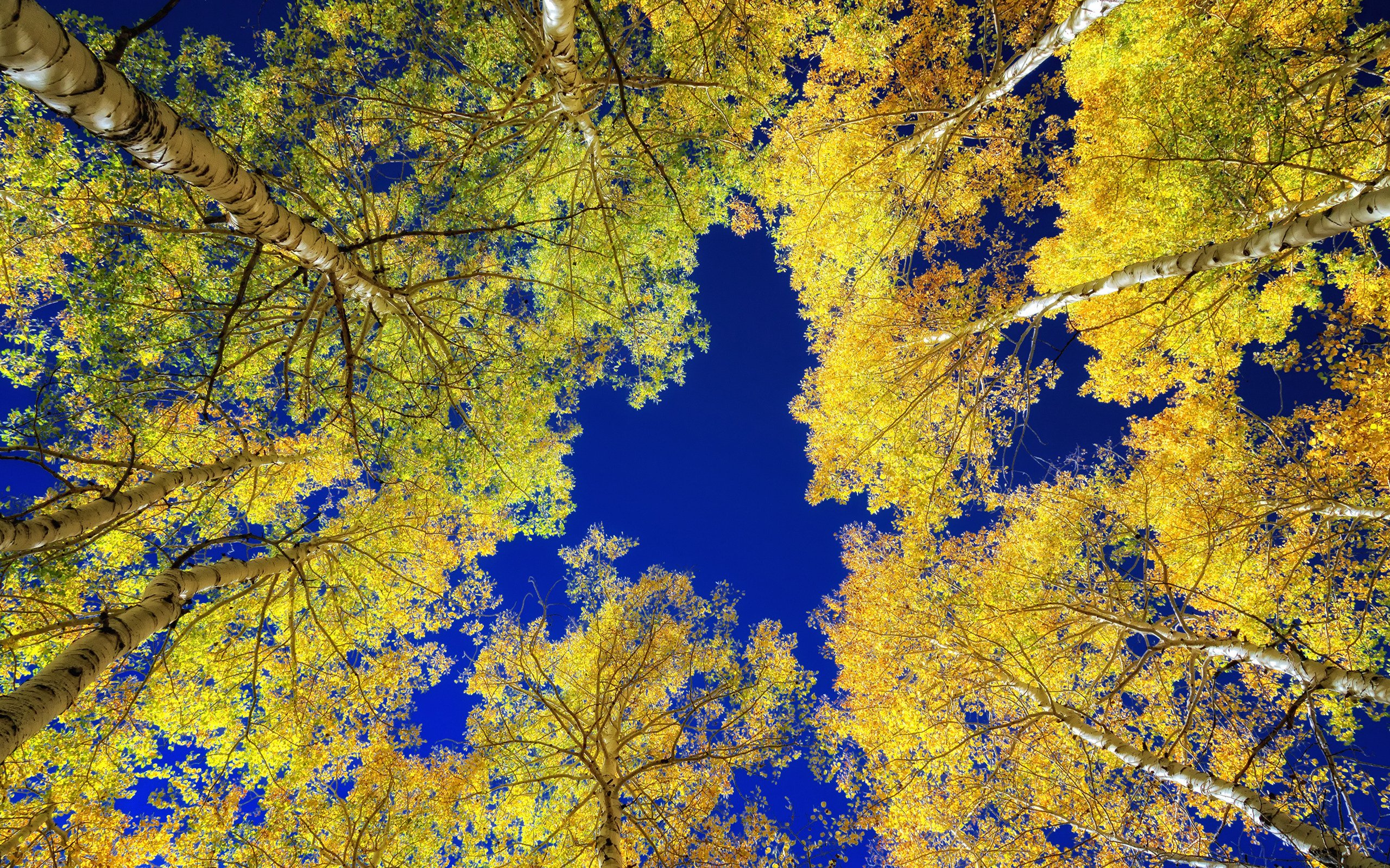 Осенний лес голубое небо