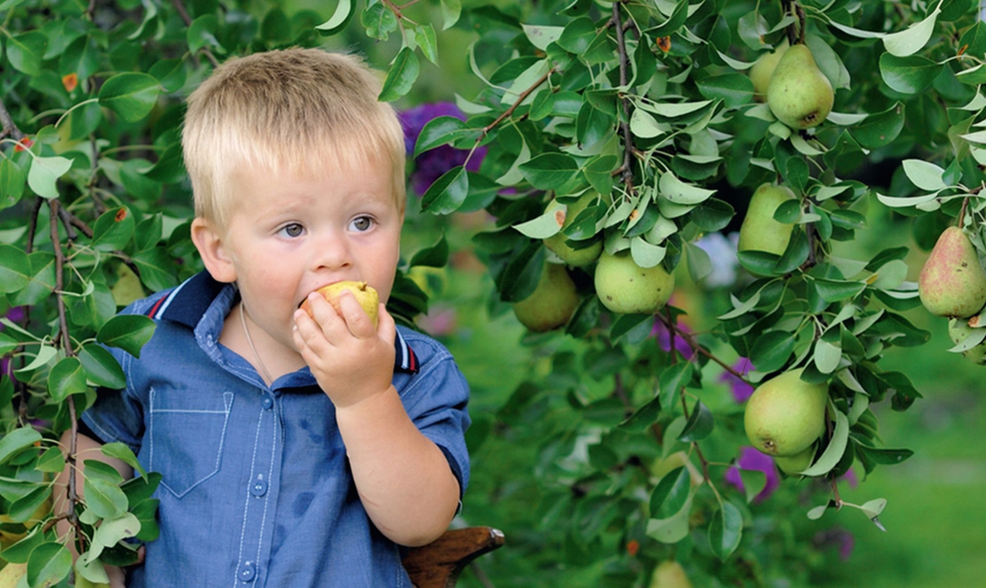 Голая сучка ест яблоки с дерева без помощи рук