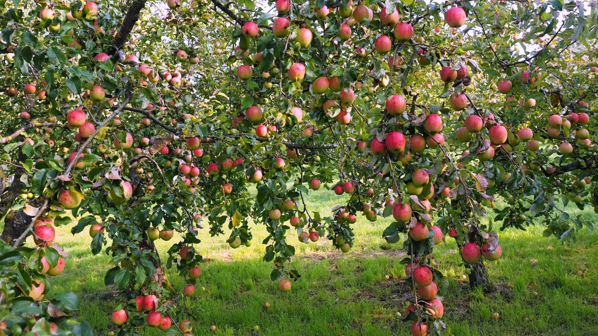 Яблочные сады в Армении