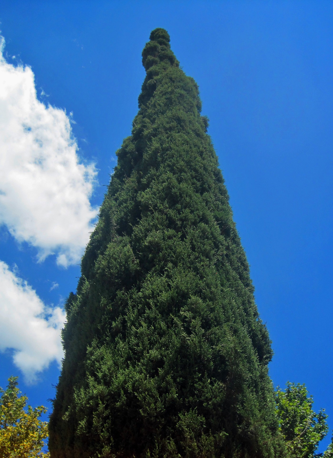 Кипарис дерево