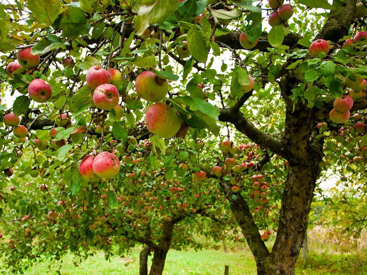 Собирает спелые яблоки в фруктовом саду