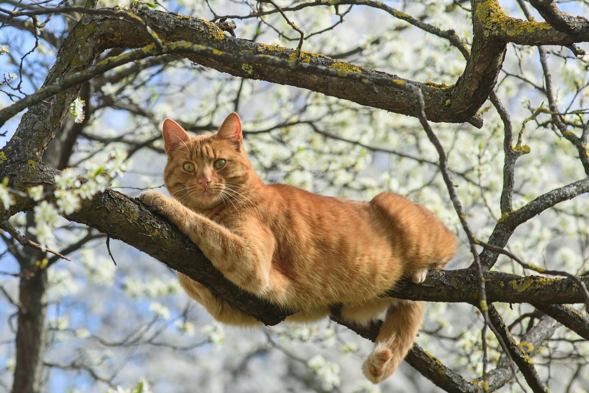 Обнаженной кошечке нравится позировать у дерева