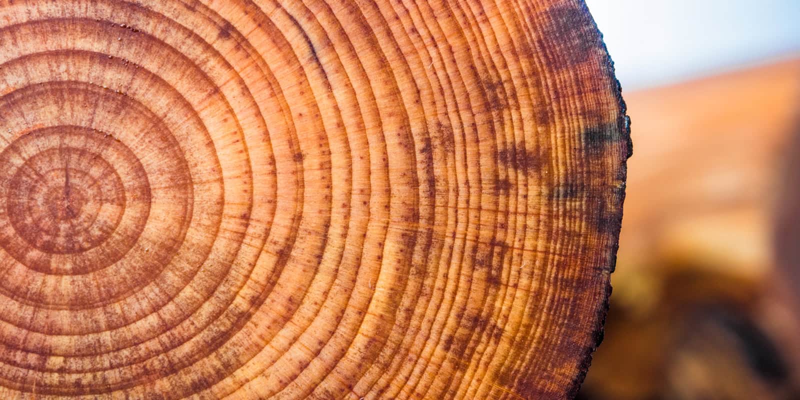 Годичные кольца древесины Секвойя
