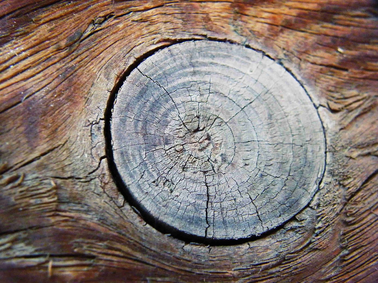 Кольца дерева
