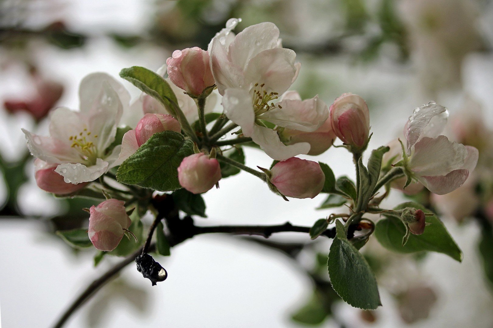 Цветение яблони Эстетика