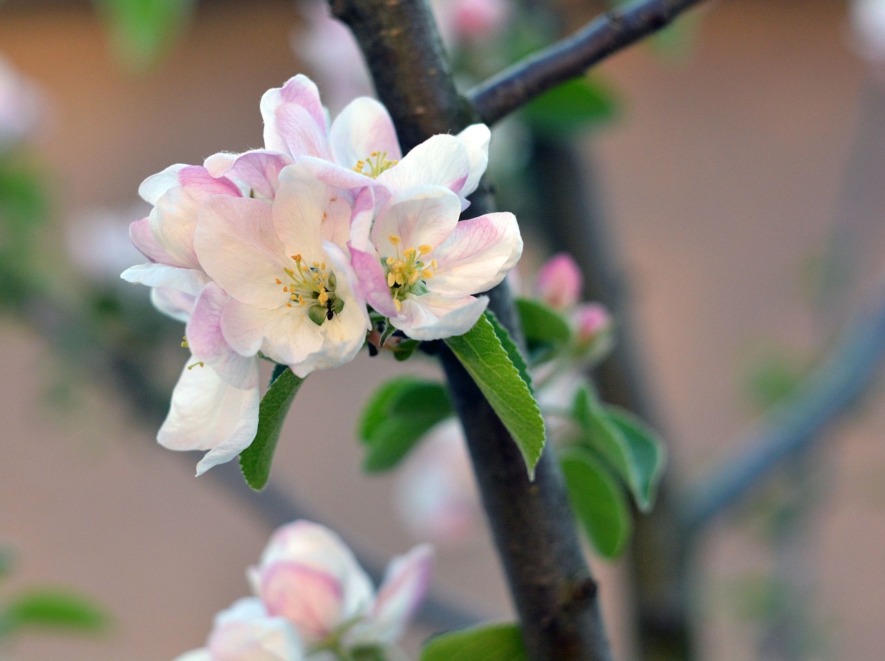 Яблоня цветение гнбо