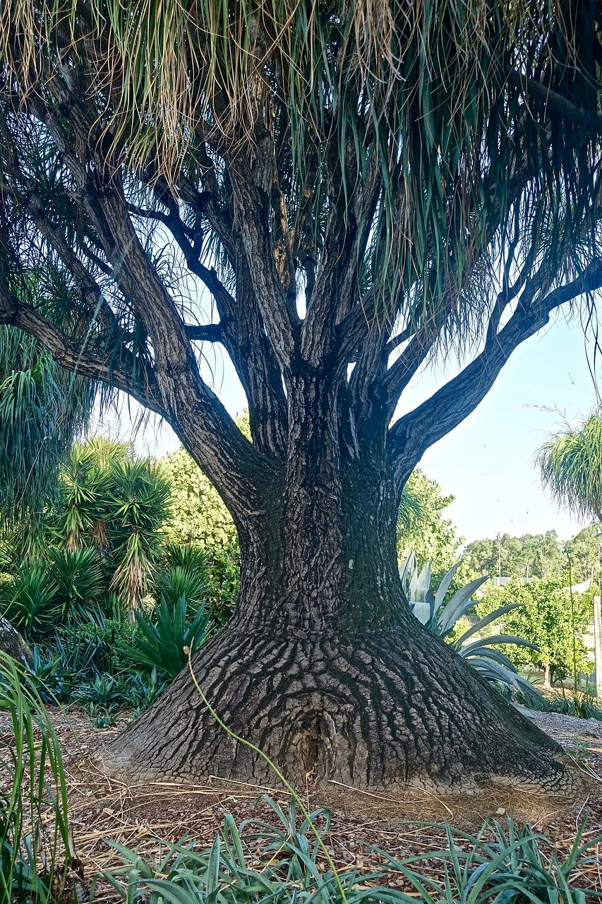 Черное Дерево Африки