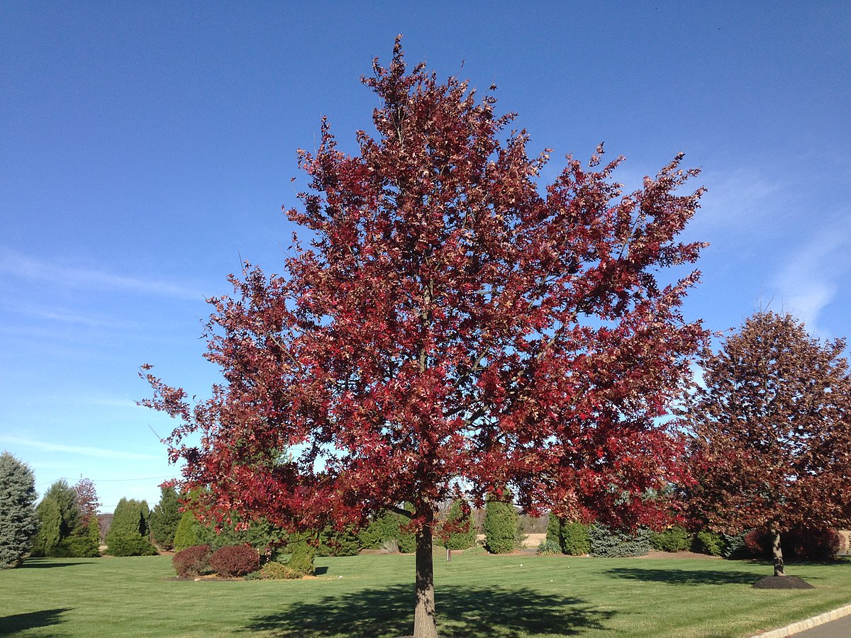 Дуб шарлаховый Quercus coccinea