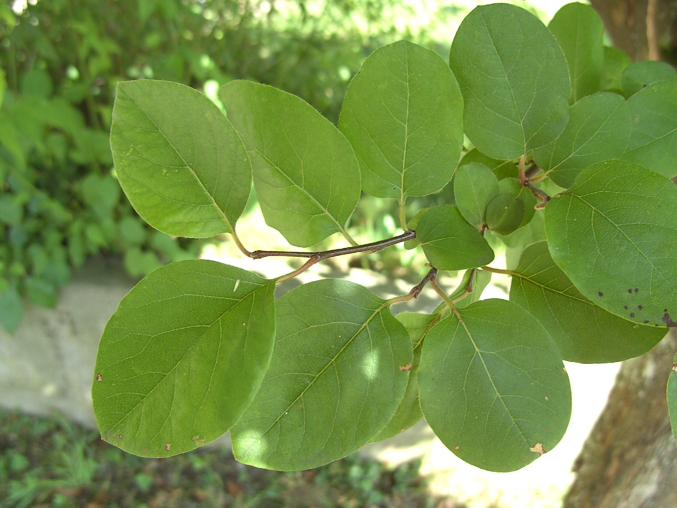 Айва обыкновенная листья